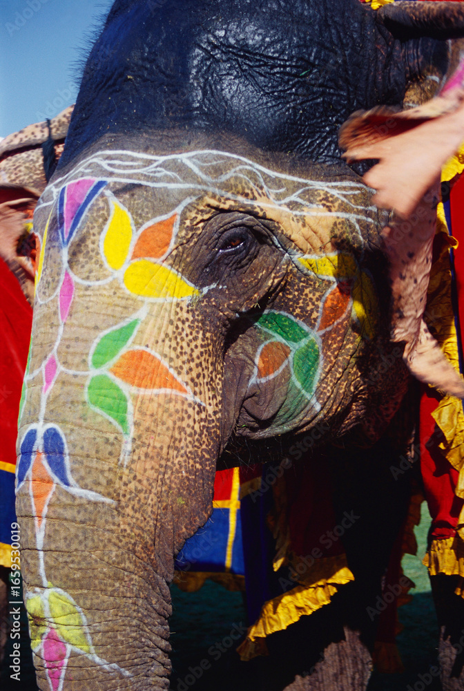 Obraz premium indian elephant painted decorated india