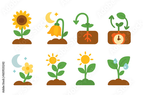 Plant Circadian Rhythms Icons. Flat vector mini-illustrations Plant circadian rhythms in colors children's