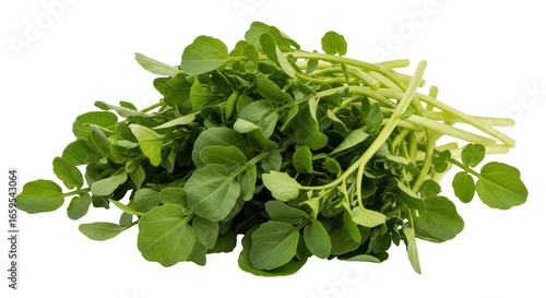 Εκτύπωση καμβά Isolated Bunch of Watercress