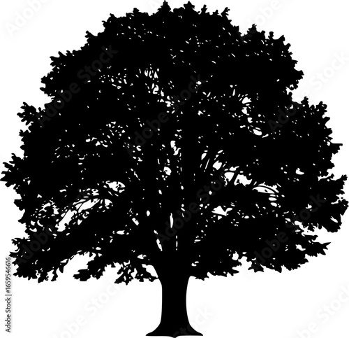 Black silhouette of a mature oak tree white background
