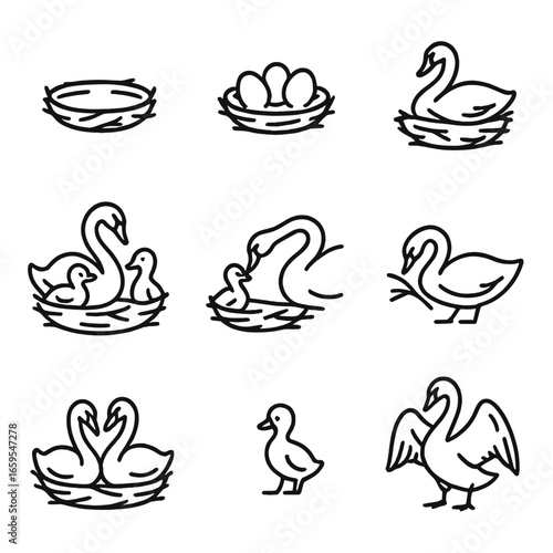 Swan Life Cycle Icons. Outline icon set of swan nesting: nest, eggs, chicks, incubation, feeding young, nest building, parents,