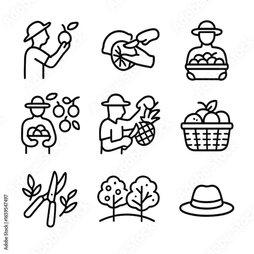 Tangy Fruit Icons. Outline icon set of tangy fruit harvesting: picking lemons, cutting limes, gathering oranges, harvesting