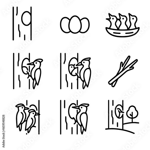 Woodpecker Nesting Icons. Outline icon set of woodpecker nesting: nest cavity, eggs, chicks, incubation, feeding young, nest