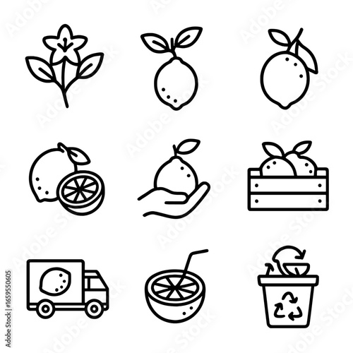 Lime Life Cycle Icons. Outline icon set of lime seasonal cycles: flowering, fruit setting, fruit growing, fruit ripening,