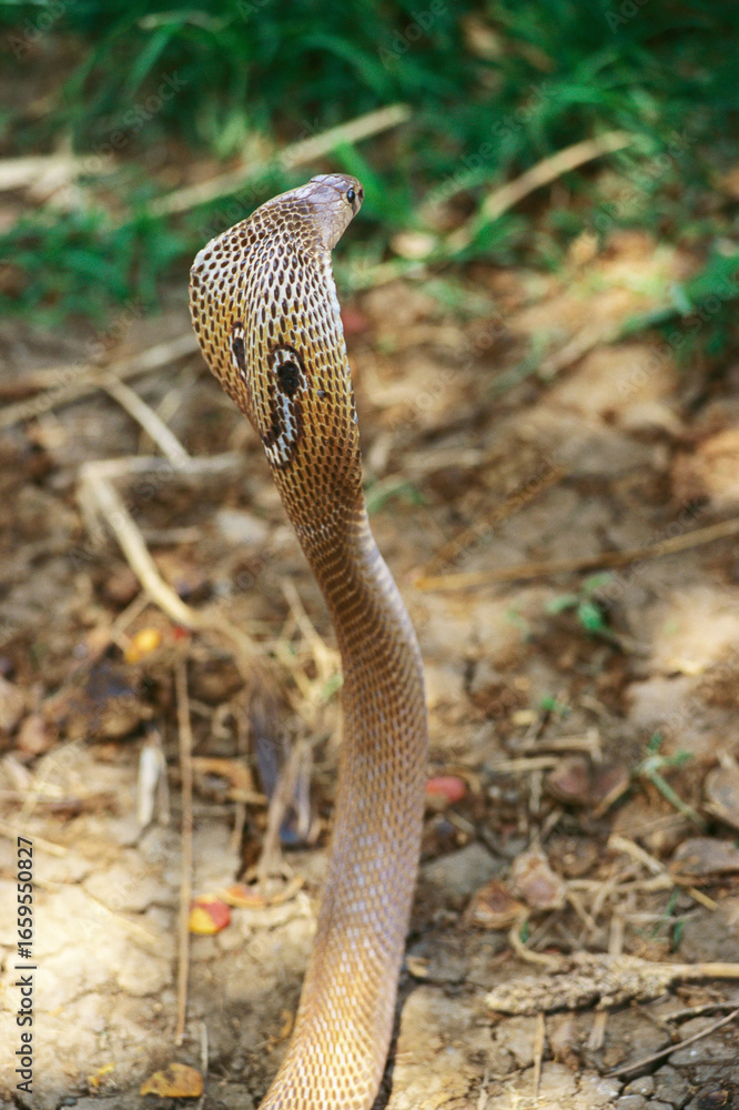 Fototapeta premium snake in the grass