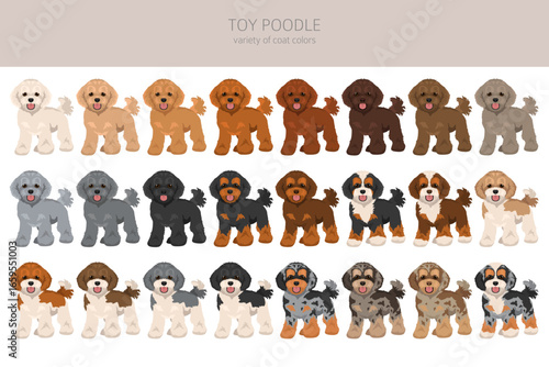 Toy poodle clipart. Different coat colors set.  Vector illustration