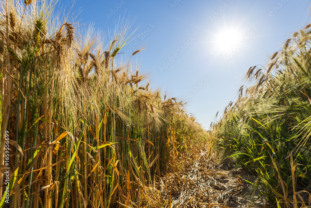 Fototapeta premium Golden wheat stalks stretch towards the bright sun in a clear blue sky, signaling the beauty of the harvest season in a rural landscape