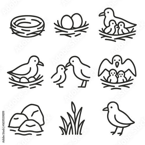 Seagull Nesting Icons. Outline icon set of seagull nesting: nest, eggs, chicks, incubation, feeding young, protective wings,