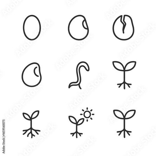 Seed Growth Stages. Outline icon set of seed germination stages: dry seed, swollen seed, cracked seed coat, emerging radicle,