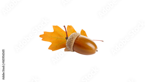 Close-up photo of brown acorn and green oak leaves on white background