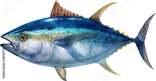 Vibrant bluefin tuna fish swimming gracefully in deep ocean waters aquatic life Watercolor PNG