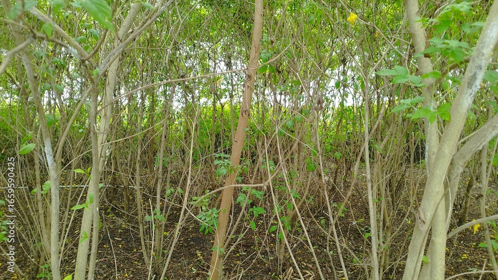 Obraz premium Foresh