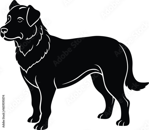 vector illustration of a black dog