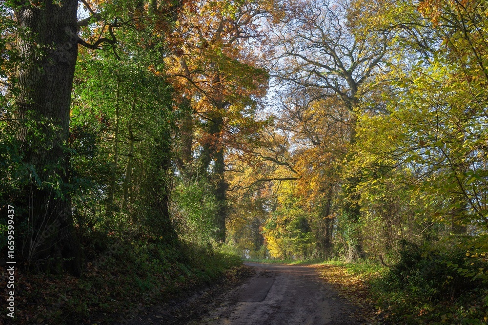 Naklejka premium Cotswold lane with oak trees, Gloucestershire, England