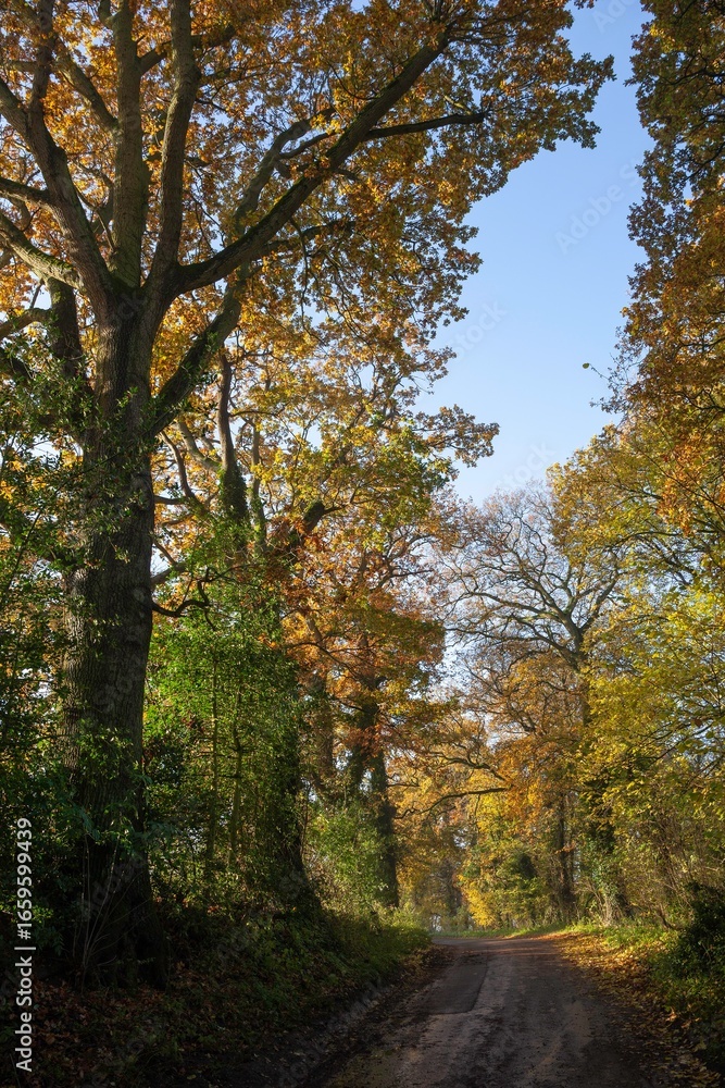 Cotswold lane with oak trees, Gloucestershire, England Cotswold lane with oak trees, Gloucestershire, England