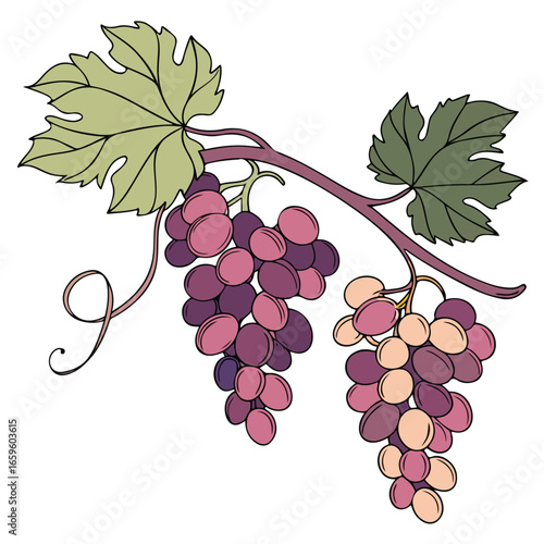 Fresh purple grape bunch illustration symbolizing natural fruit, healthy eating, and organic lifestyle