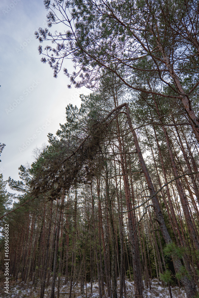 Fototapeta premium Snow Dusted Forest with Tall Pines and Arched Tree Branch