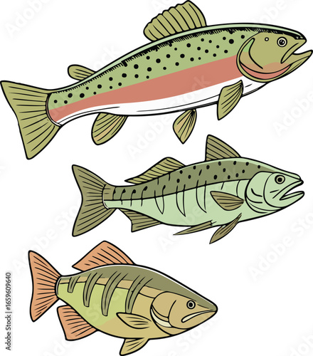 Colorful vector drawing of different fish species swimming underwater with realistic body details