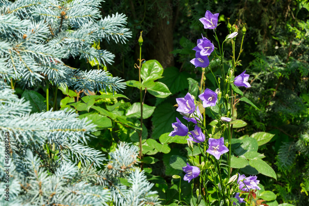 Obraz premium Vibrant purple Campanula persicifolia (peach-leaved bellflower) bloom amidst lush green foliage, contrasting with soft blue-green needles of coniferous plant in serene garden setting