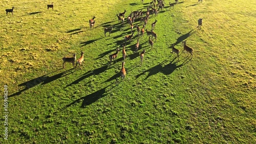 Aerial view of wild deer roaming in New Zealand pasture
