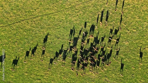 Aerial view of deer gathering in New Zealand field