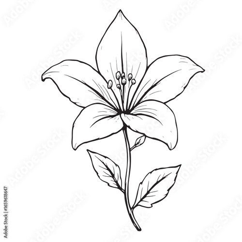A black on white symbol for a lily line art modern monochrome flower graphic