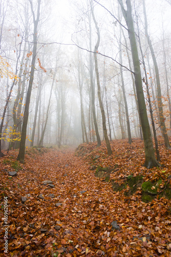 november fog at forest