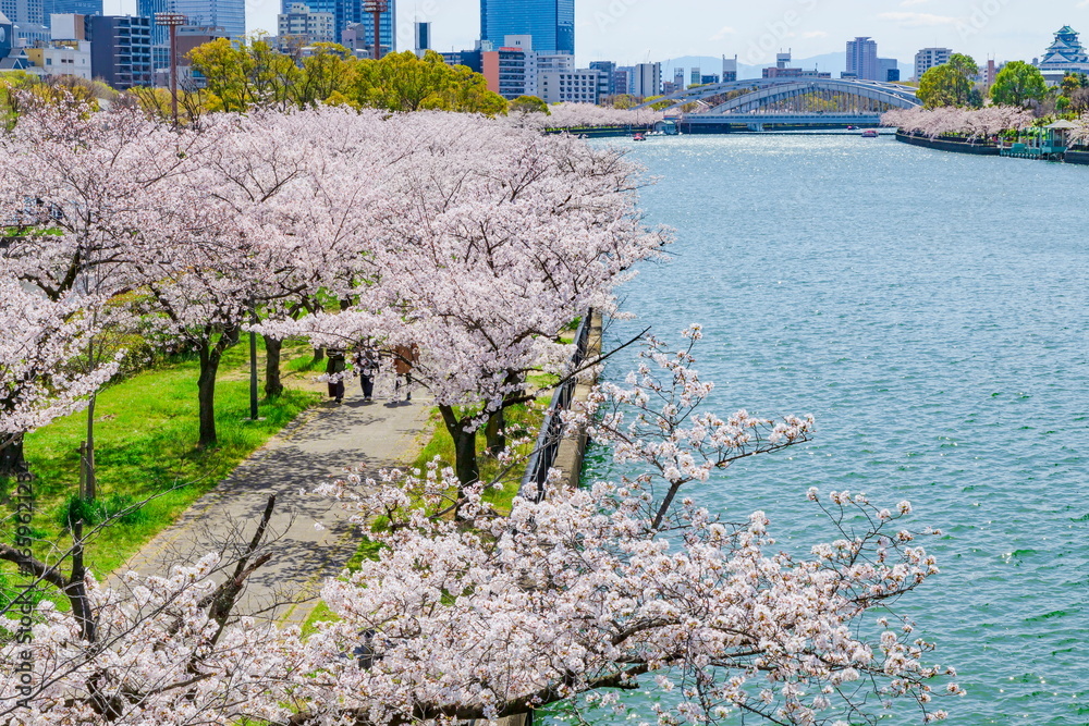 Obraz premium 桜満開の桜の宮公園 大阪市都島区にて