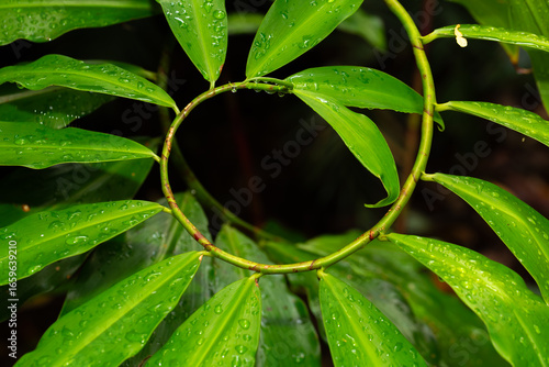 A spiral stem of a tropical tree climbing creeper plant with bright green leaves forms an intricate and pleasing pattern in close up at the Cairns Botanical Gardens in North Queensland, Australia.