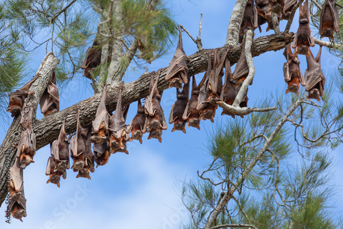 Tableau sur toile A colony of little red flying foxes roosts in treetop branches in Casuarina trees, under a blue sky in Cardwell, Queensland, Australia, creating a cute picture as they take their daytime sleep