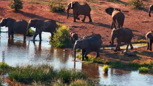 Wallpaper Mural A majestic herd of African elephants gathers at a watering hole at sunset. Torontodigital.ca