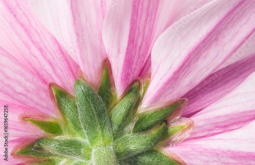 Close-up of pink chrysanthemum blossom in detail