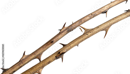 Dry brown thorny branch with sharp spikes isolated on white background