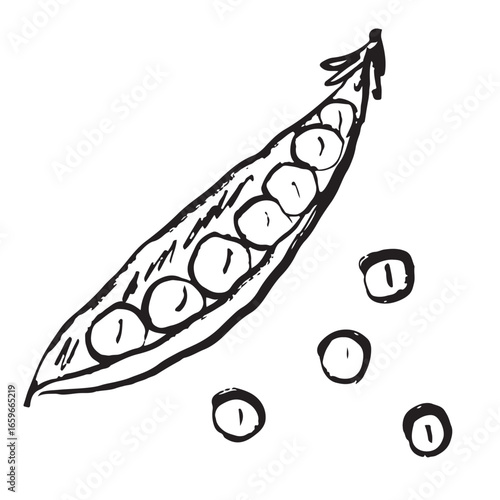 Fresh pea vegetable design in black brush stroke texture isolated on white. Hand drawn vector sketch illustration in vintage charcoal ink. Pea design, food drawing, salad ingredient, farm label.