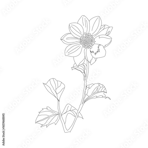 botanical flower, hand drawn flower , vector flower, floral art, line art, floral logo