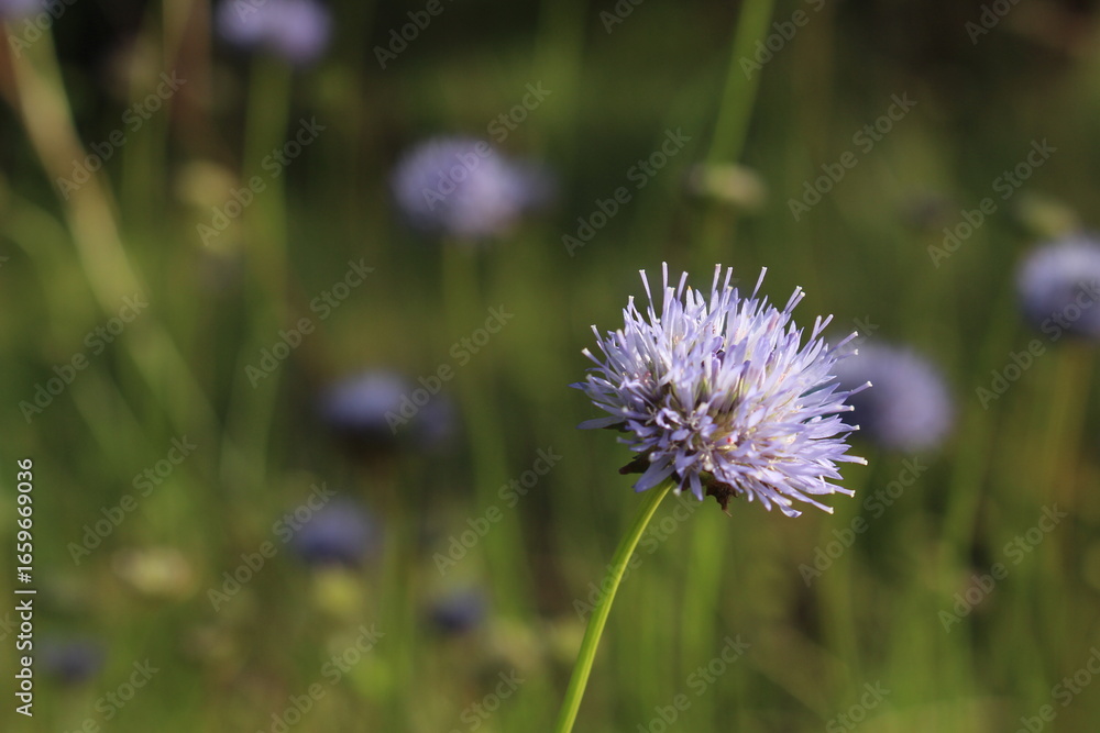 purple thistle flower purple thistle flower