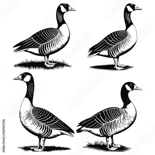 group of canada geese