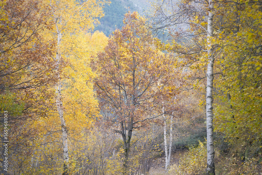 Golden Autumn Leaves Paint the Serene Landscape of Vall Fosca in Catalonia Golden Autumn Leaves Paint the Serene Landscape of Vall Fosca in Catalonia