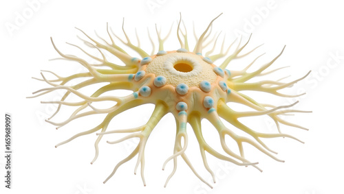Anatomy & Physiology A labeled model of the dorsal root ganglion, isolated on white, showing sensory neuron bodies, axons, and satellite cells for histology  (3)