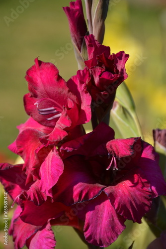 Red gladiolus against a blurred background in the garden