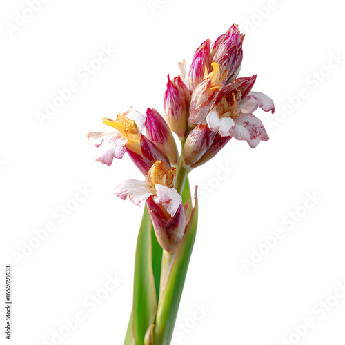 Alpinia zerumbet A member png