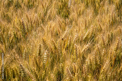 Quadro em tela Golden wheat field dances under sunlit whispers, Sister Earth Day aglow, echoing