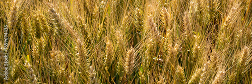 Fotografie Golden wheat whispers secrets of autumn harvest, invoking Lammas rituals and Per