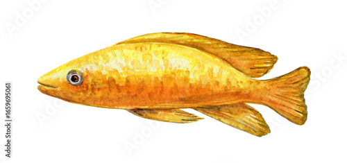 Watercolor tropical yellow fish on a white background. Hand-drawn illustration, design element, marine theme, image for children.