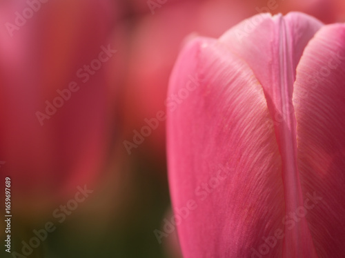 Wallpaper Mural 5月に美しく咲いた色彩豊かなチューリップの花 Torontodigital.ca