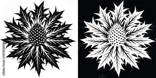 Dramatic thistle flower illustration on black and white backgrounds for striking botanical designs and unique artistic projects