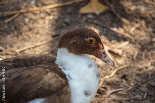 An adult brown domestic duck is looking at the camera, poultry farming