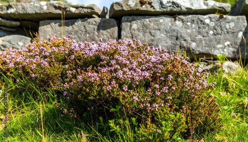 Fototapeta Naklejka Na Ścianę i Meble -  Wild thyme shrub blooms beside a dry stone wall in a lush meadow