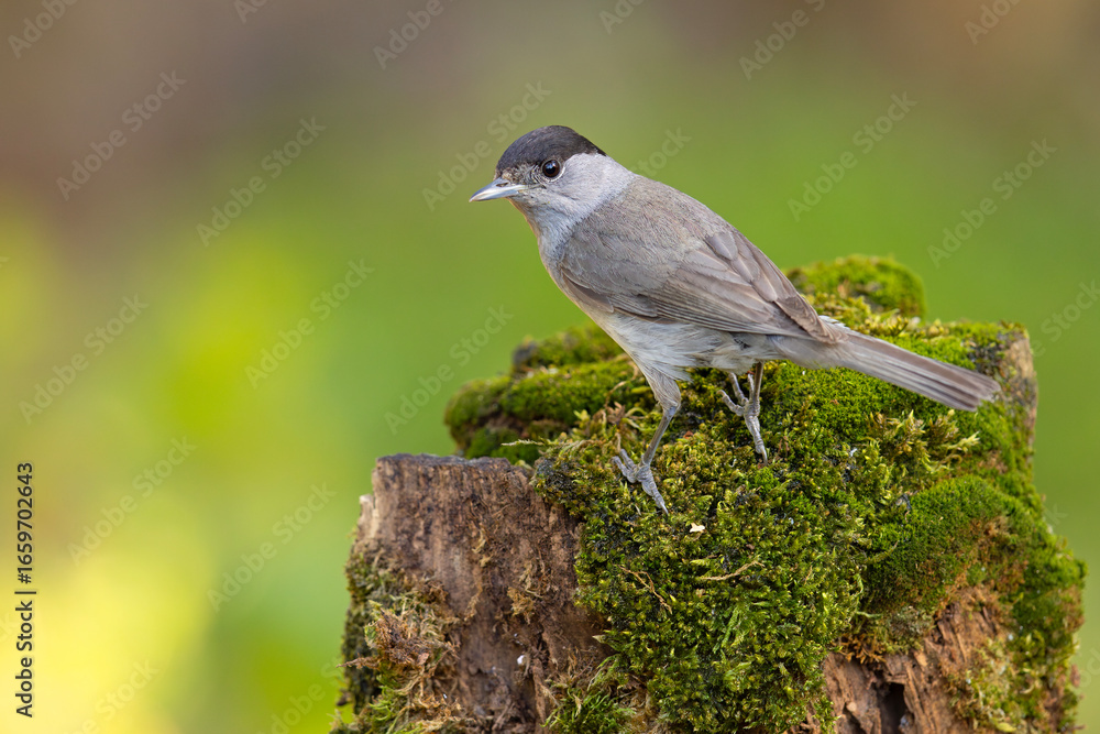Fototapeta premium Kapturka (Sylvia atricapilla) 
