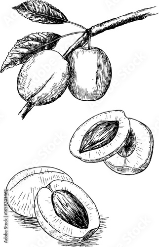 Detailed botanical illustration of plums: branch, whole fruit, and halves